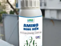 Home AMINO RONG BIỂN