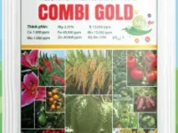 combi